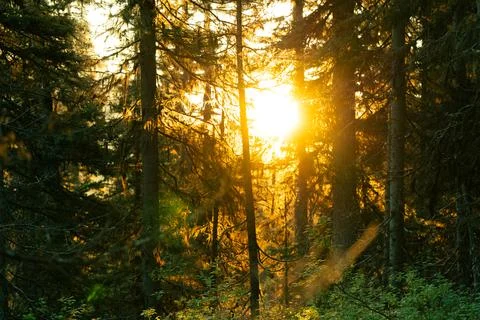 Sunlight pierces through a dense evergreen forest Stock Photos