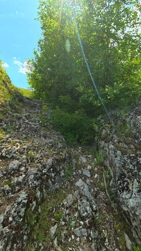 Sunlight pierces through green canopy overhead. Vrmdza Lake, Serbia. Vertical Vídeos de archivo 338030257
