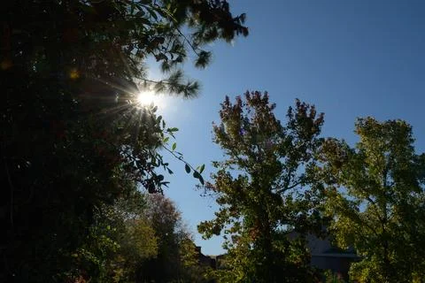 Sunlight pierces through leafy branches Stock Photos