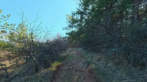 Sunlight pierces through pine branches. Kozji Kamen Viewpoint Vidéo 331873534