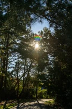 Sunlight pierces through tall, dense trees Stock Photos