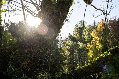 Sunlight pierces through tangled tree branches Stock Photos