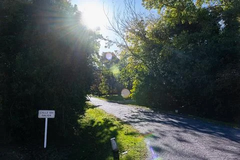 Sunlight pierces through tree canopy, casting lens flares Stock Photos