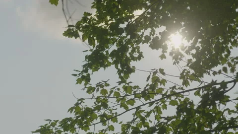 Sunlight piercing through branches of a tree moving in the wind Video stock 231349380