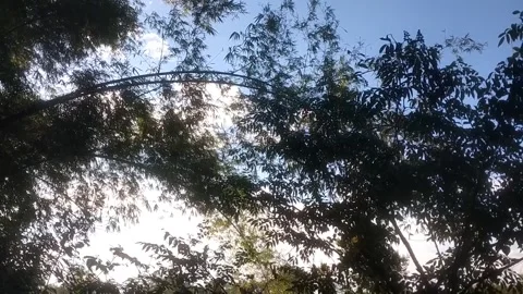 Sunlight Piercing Through Canopy Видео 335082072