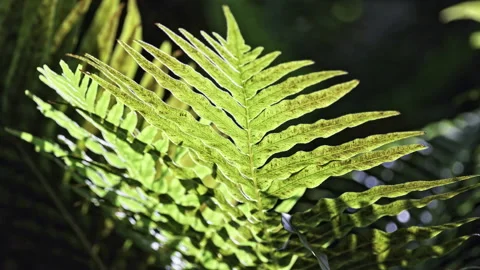 Sunlight Piercing Through Delicate Green Fern Leaves, Swaying Gracefully 스톡 동영상 324603234