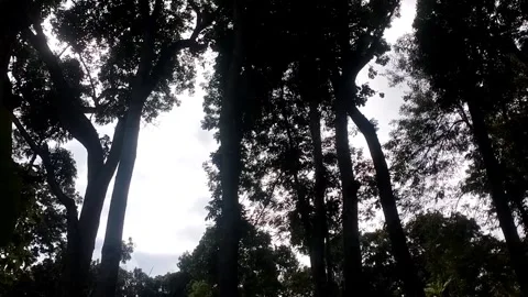 Sunlight Piercing Through the Dense Canopy Stock Footage 338374080
