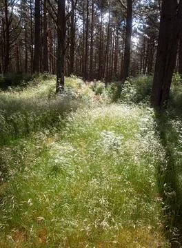Sunlight Piercing Through Dense Pine Forest Stock Photos
