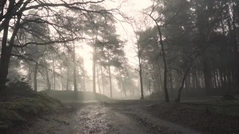 Sunlight piercing through fog in dark forest Stock Footage 293082799