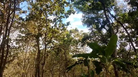 Sunlight Piercing Through the Forest Stock Footage 338374401