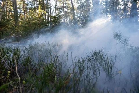 Sunlight Piercing Through Forest Smoke: Moody Nature Scene Stock Photos