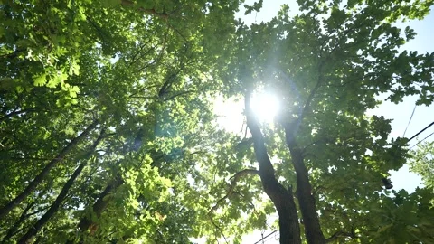 Sunlight Piercing Through Green Forest Canopy - Cinematic Low Angle Stock Footage 328455092