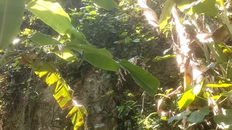 Sunlight Piercing Through Green Leaves Stock Footage 334103219