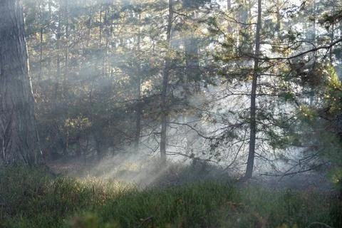 Sunlight Piercing Through Hazy Forest: Mystical Nature Landscape Stock Photos