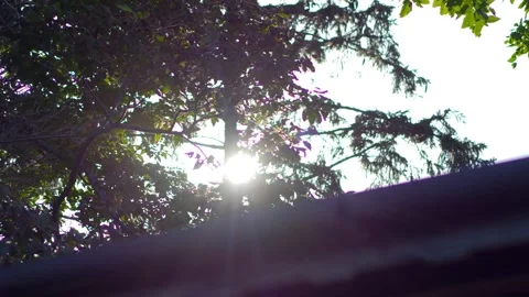 Sunlight piercing through the leaves in a tranquil forest in 4k slow motion.. Stock Footage 284219546