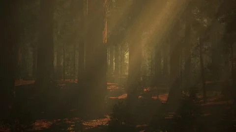 Sunlight piercing through the lush green canopy of a forest Stock Illustration