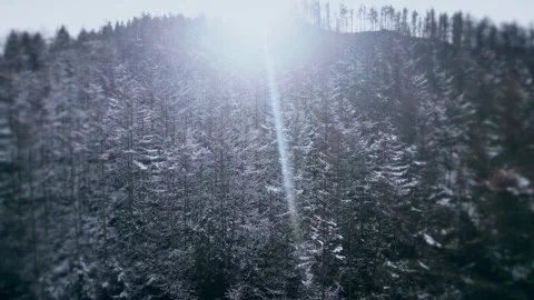 Sunlight Piercing Through Snowy Pine Trees in Winter Forest Stock Footage 341949556