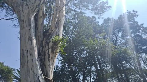 Sunlight piercing through tall eucalyptus trees in misty forest. Golden rays Stock Photos