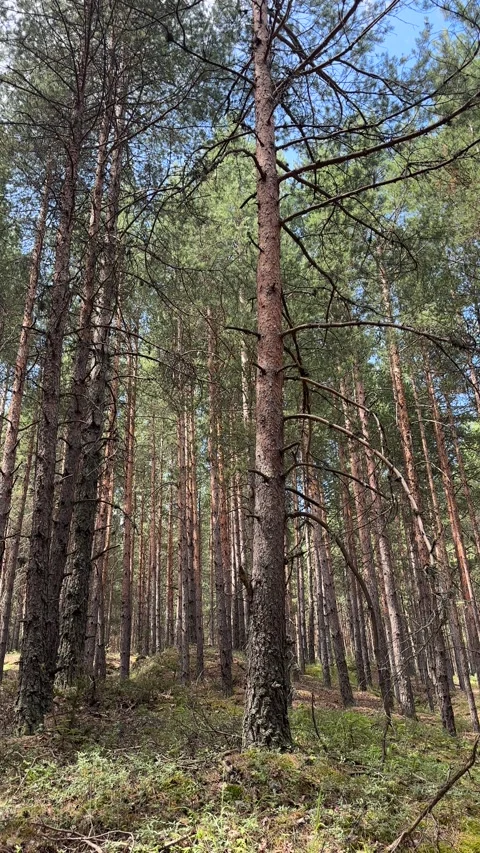 Sunlight Piercing Through Tall Pine Trees in Forest 스톡 동영상 315770047