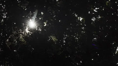 Sunlight Piercing Through Tree Branches Stock-Footage 345551256