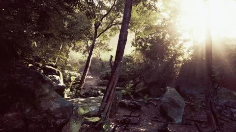 Sunlight Piercing Through Trees in Tropical Forest Stock Illustration