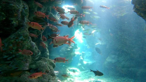Sunlight piercing through underwater cave illuminating colorful fish 스톡 동영상 312206100