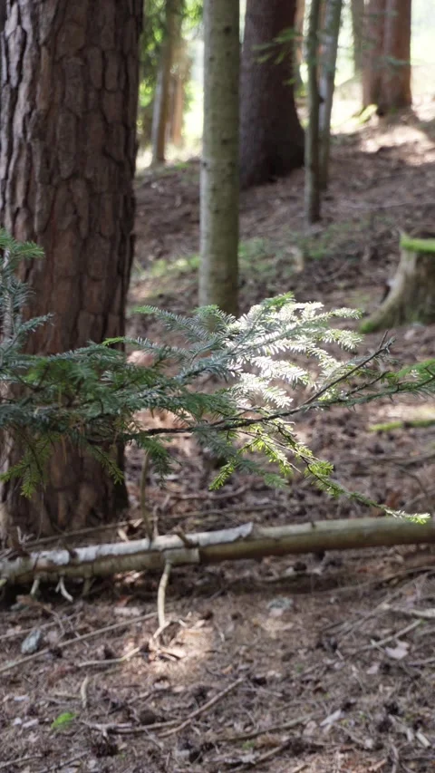 Sunlight on a Pine Branch in a Quiet Forest Stock Footage 316745794