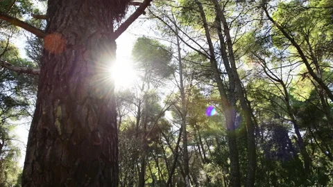 Sunlight in pine forest. Video stock 220095536