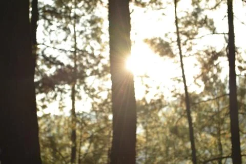 Sunlight, pine siluet 写真素材