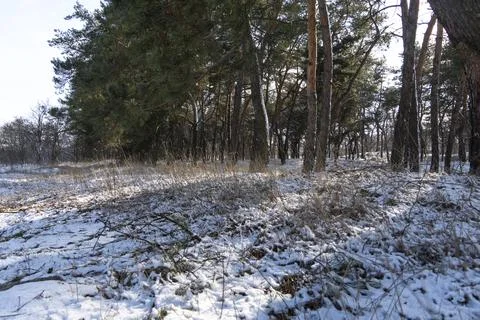 Sunlight in the Pine tree forest in the winter with snow Stock Photos