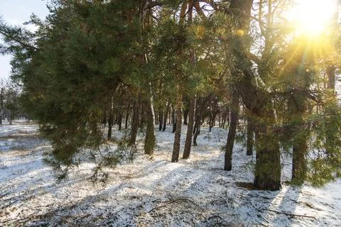Sunlight in a pine tree green forest in winter and cold weather. Forest sun.. Stock Photos