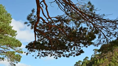 Sunlight on pine trees abstract 库存影片 160912030