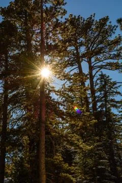 Sunlight pine trees Stock Photos
