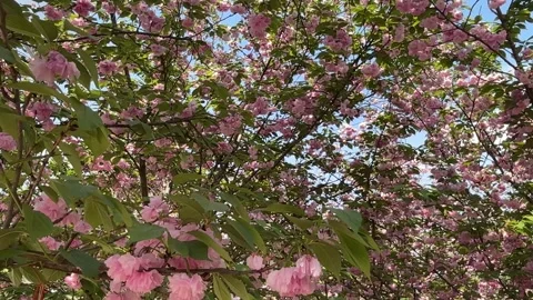 Sunlight On Pink Sakura Flower Branches China Vídeos de archivo 335255973