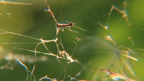 Sunlight play on tiny drops of water on cobweb Video stock 125333507