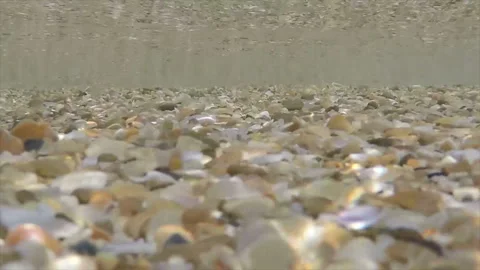 Sunlight playing on bottom of broken shells in shallow water Stock Footage 123704669