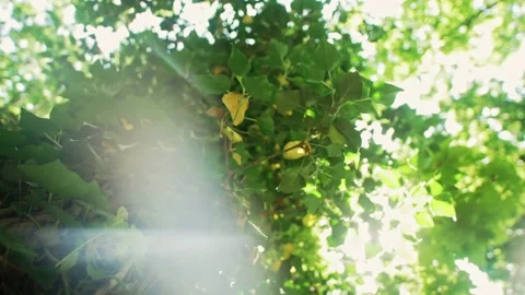 Sunlight plays on green leaves Video stock 160642850