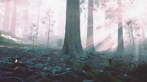 Sunlight pouring through trees in a misty Canadian forest at dawn Stock Footage 287598716