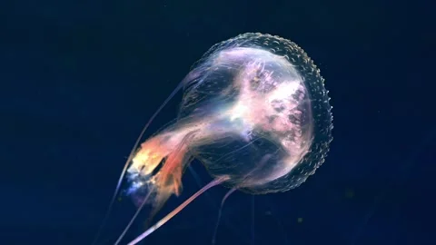 Sunlight Prism Effect on Pelagia Noctiluca Jellyfish Stock Footage 333364743