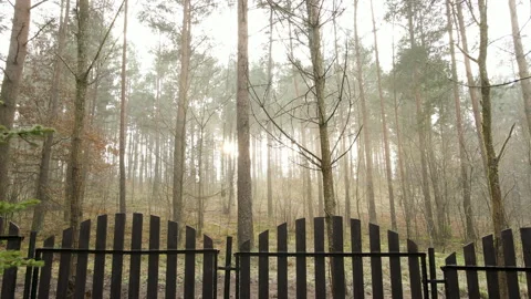 Sunlight in pristine forest shining between pine trees captured by a drone Stock Footage 146105846