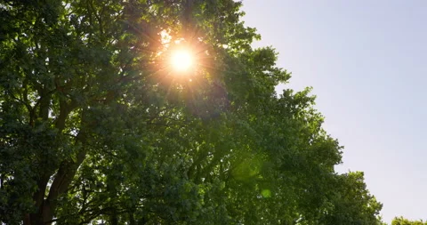 Sunlight Punching Through Trees [8K] Stock Footage 204148008