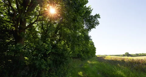 Sunlight Punching Through Trees [8K] Stock Footage 204151893