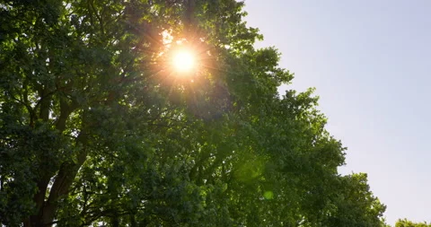 Sunlight Punching Through Trees [Shot in 8K] Stock Footage 204744431