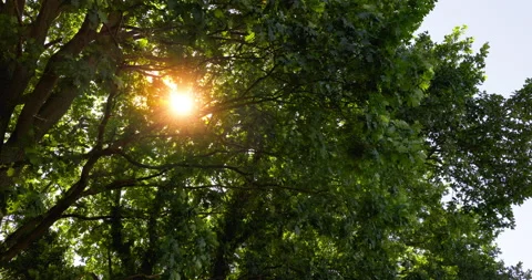Sunlight Punching Through Trees [Shot in 8K] Stock Footage 204745736