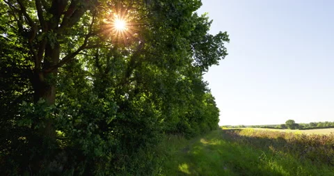 Sunlight Punching Through Trees [Shot in 8K] Stock Footage 204746375