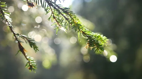 Sunlight rain rays needles green Stock Footage 116167833