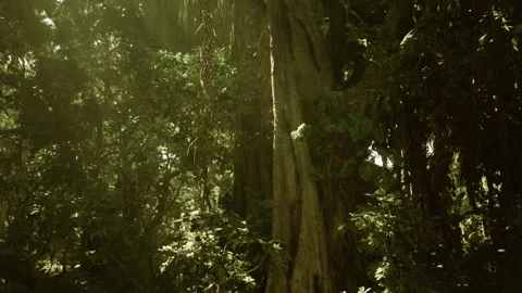 Sunlight rainforest scene. Illuminated rainforest ground with greenery and logs Stock Footage 331398693