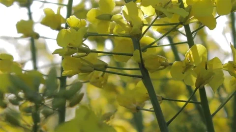 Sunlight rape Stock Footage 76001601