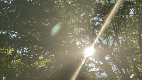 Sunlight ray through green beautiful trees during summer Stock Footage 280818213