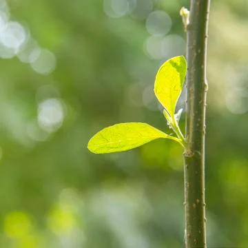 Sunlight ray with tree branch background Stock Photos